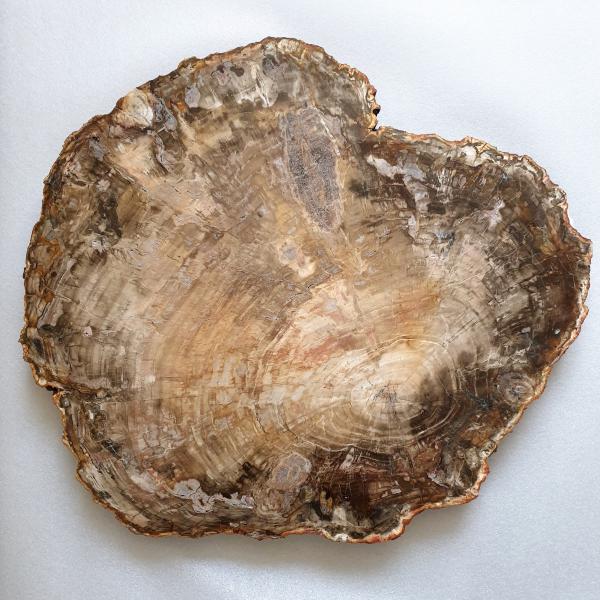 Fetta grande Legno fossile | 57X50X4 cm 20,355 kg